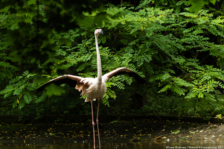 Вольные птицы: в зоопарке Калининграда пернатых выпустили в водоемы (фото)