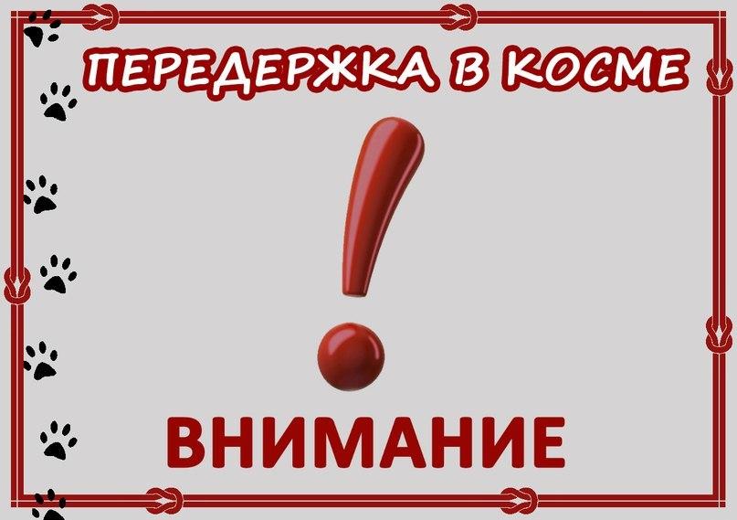 57 собак из приюта нуждаются в корме