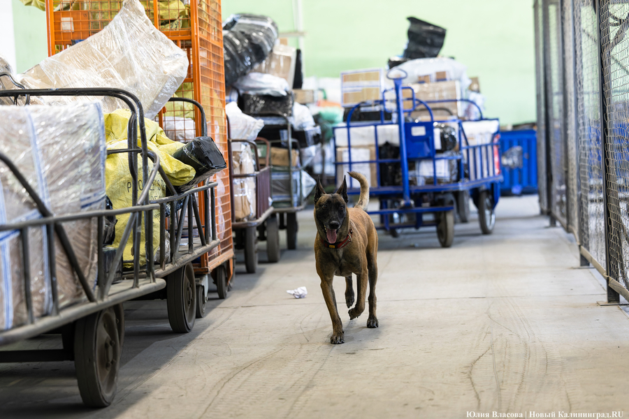 Посылки под контролем: как работает Калининградский почтовый таможенный пост (фото)