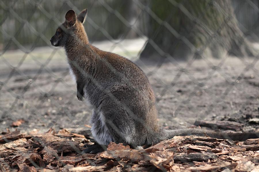 Бродячие собаки загрызли двух кенгуру в Калининградском зоопарке