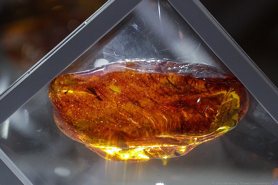 Янтарная козявка: чем закончились первые в Калининграде торги по инклюзам (фото)