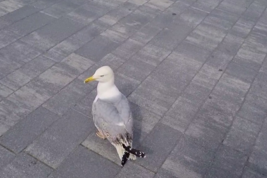 Вадик полетел: чайку из «Храброво» выпустили после реабилитации (видео)