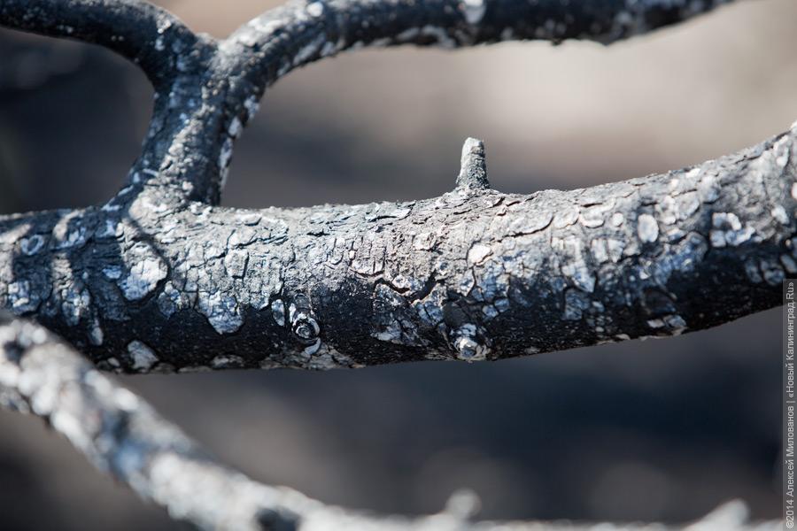 Когда рассеялся дым: после локализации лесного пожара на Куршской косе (фото)