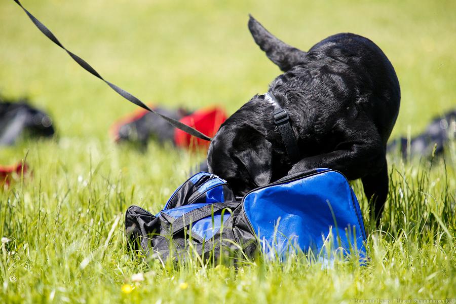 Пёс Барбос и наркокросс: под Калининградом прошли соревнования кинологов