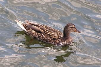 В Калининградской области изменены сроки охоты на пернатых