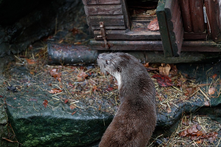 Сюрпризы для зверей: в зоопарке поздравили животных с Новым годом (фото)