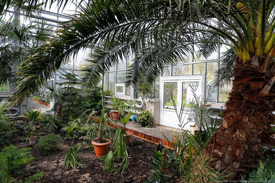Дом для кактусов: в Ботаническом саду Калининграда открыли оранжерею (фото)