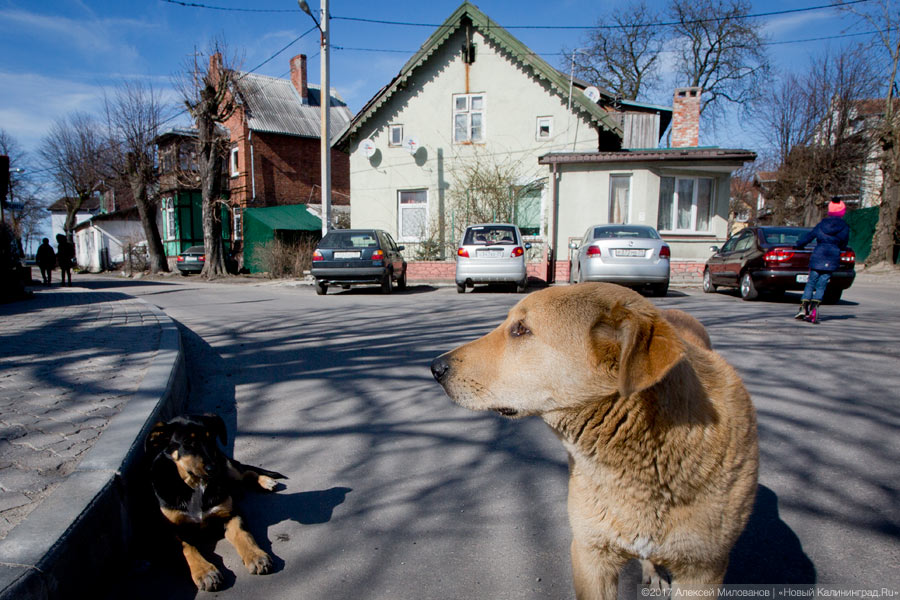 Фото — Алексей Милованов, «Новый Калининград.Ru»