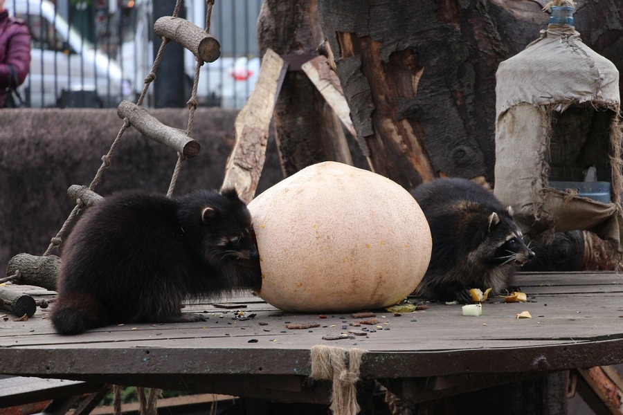 Фото предоставлено Калининградским зоопарком