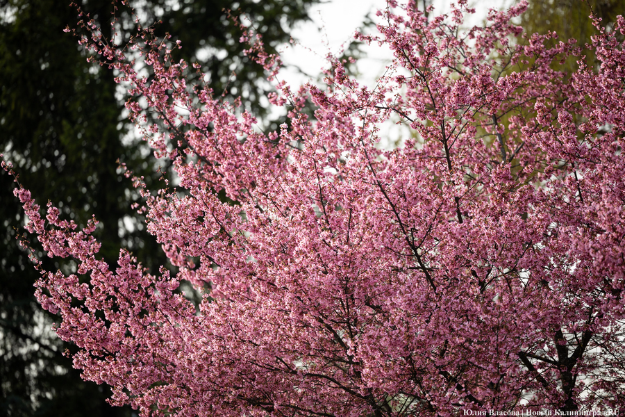 Розовое облако: в Калининграде расцвела сакура (фото)