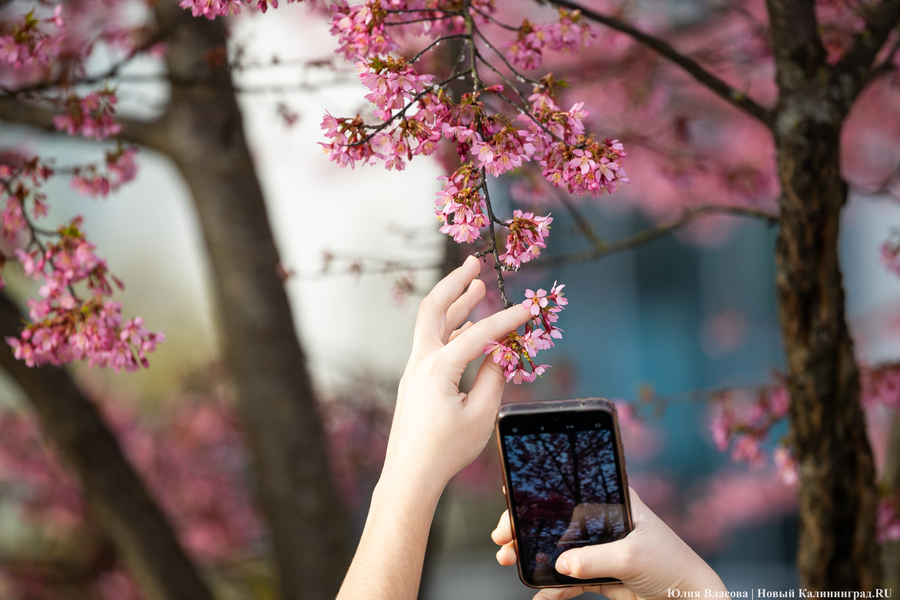 Розовое облако: в Калининграде расцвела сакура (фото)