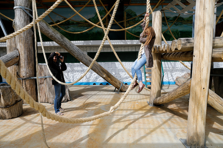 За стеклом: как живется в вольере для орангутанов Калининградского зоопарка