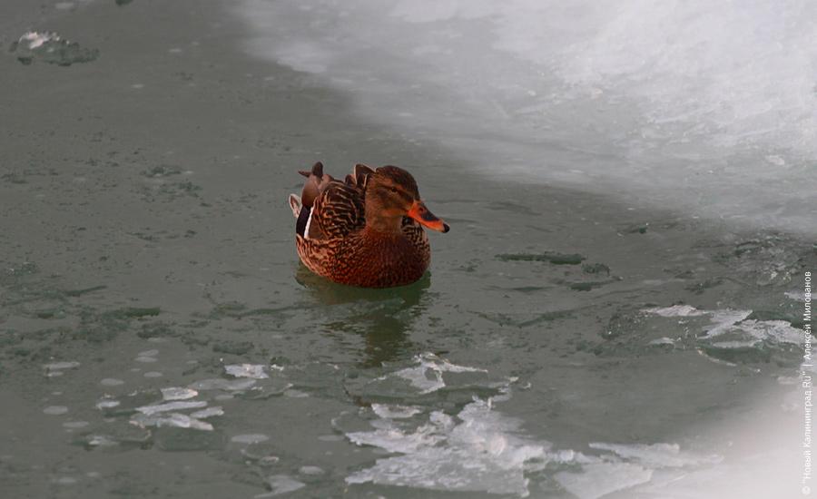"Сцены у моря": фоторепортаж "Нового Калининграда.Ru"