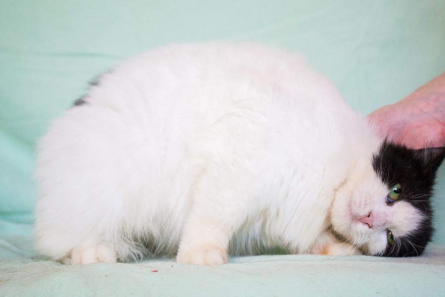 Хозяйка домашнего приюта в Светлогорске: «Мои животные не воют, не лают»