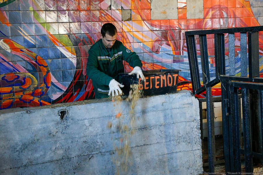 То ли сына, то ли дочь: в зоопарке Калининграда родился бегемотик (фото)