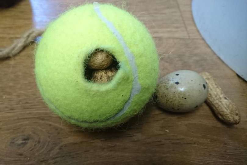 Ворону из Калининградского зоопарка подарили съедобный теннисный мяч (фото)