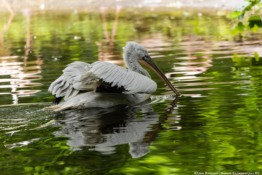 Вольные птицы: в зоопарке Калининграда пернатых выпустили в водоемы (фото)