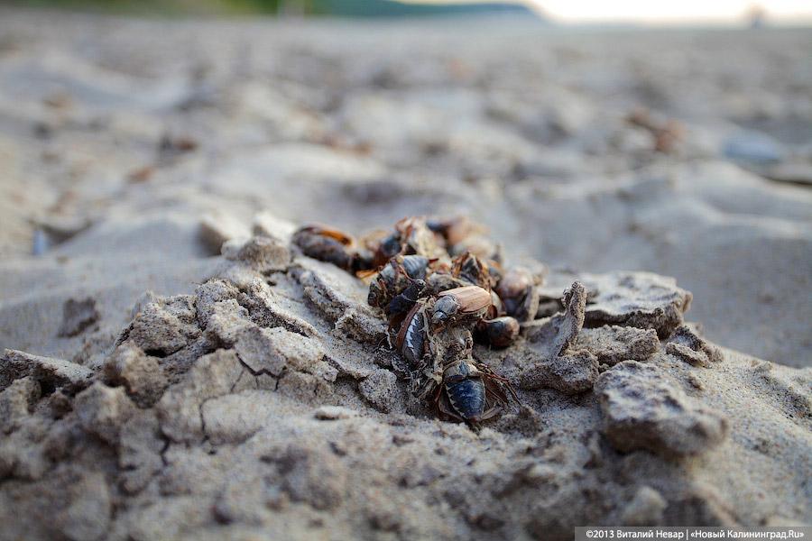А жук и ныне там: мертвые насекомые разлагаются на побережьях области