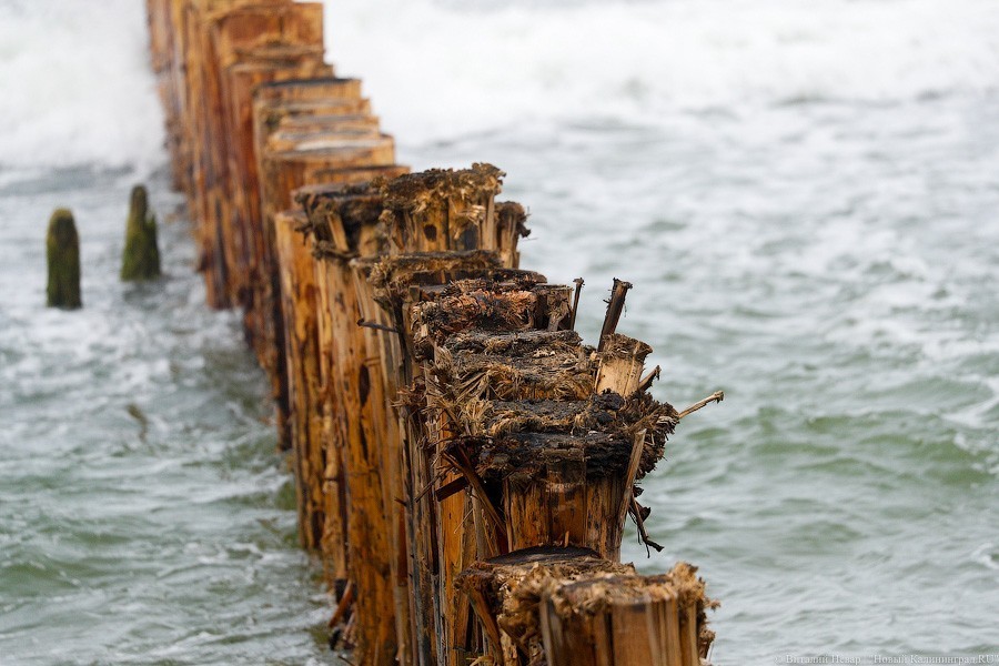 Много лиственницы и чуть песка: как выглядит светлогорский «пляж»  