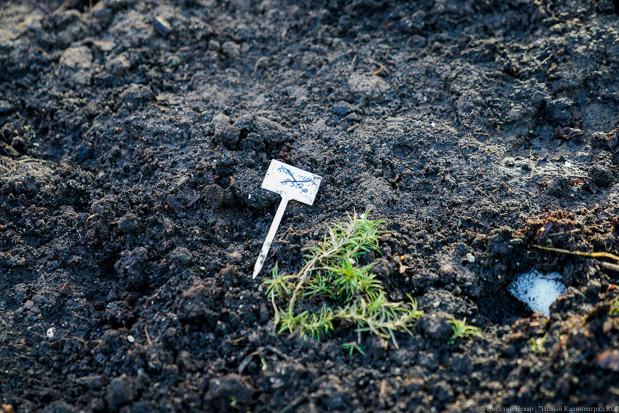 Как выглядит обновленная пешеходная зона на улице Рокоссовского без снега (фото)