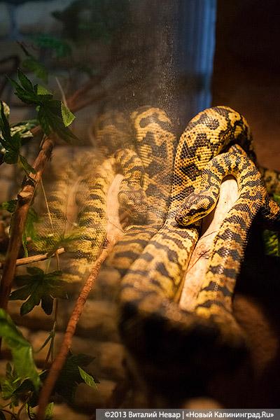 «Зов джунглей»: фоторепортаж с открытия первого калининградского экзотариума