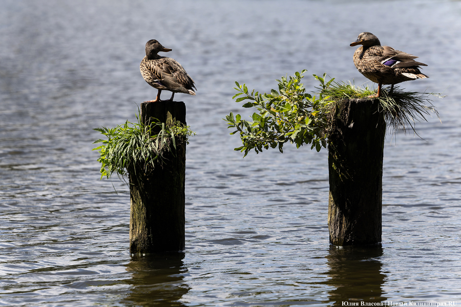 КС рассматривает жалобу администрации Калининграда об очистке федеральных водоемов