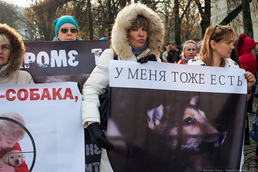 За что нас убивают?: как в Калининграде митинговали в защиту животных