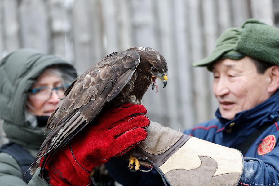 Пятеро местных и один залетный: на Куршской косе выпустили на волю канюков (фото)