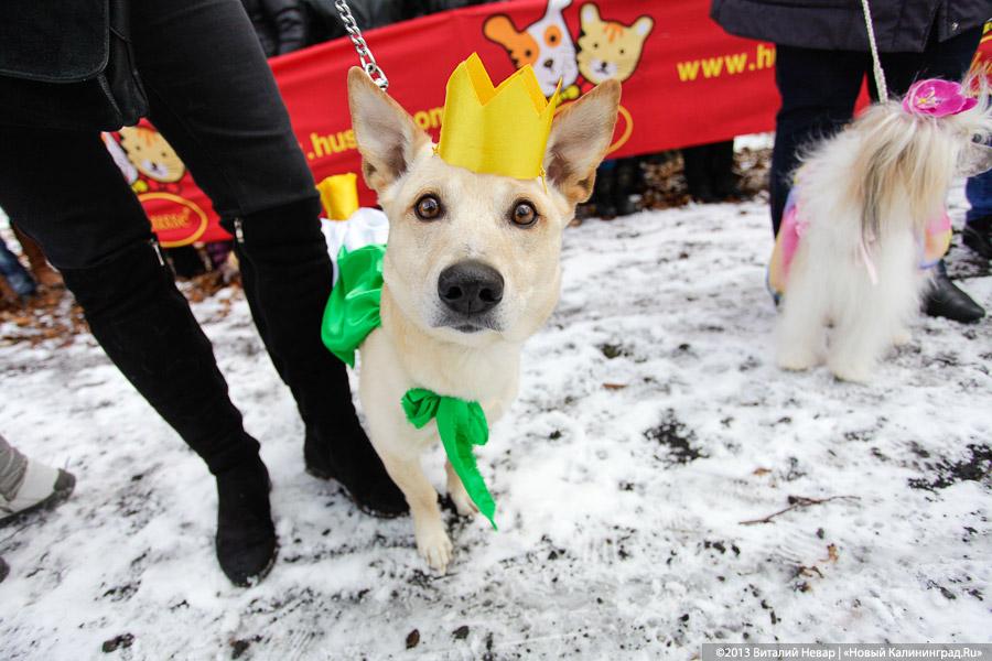 «Праздник для собак»: фоторепортаж из Ботанического сада