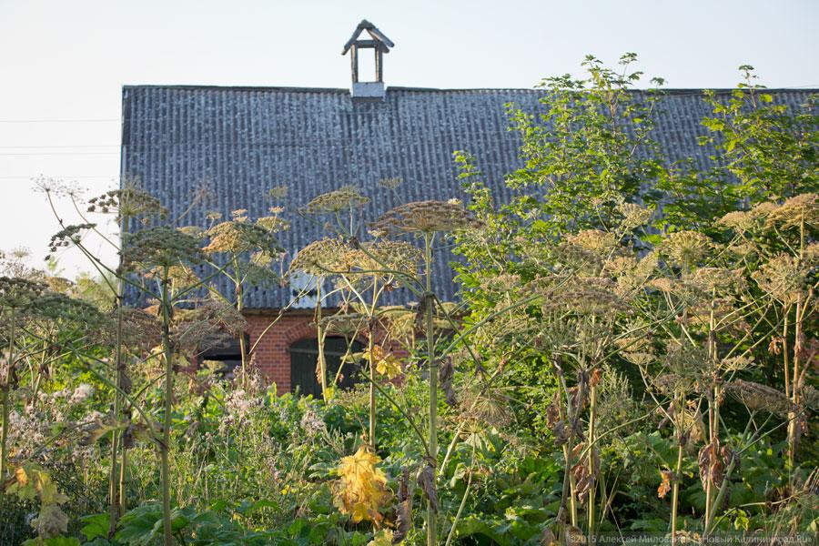 «Когда-то был пожар»: кирха XVIII века в поселке Яблоновка под Озерском