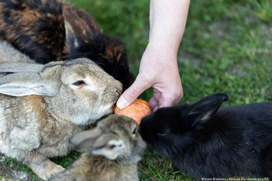 В Парке света рассказали о судьбе кроликов, которых содержали без лицензии
