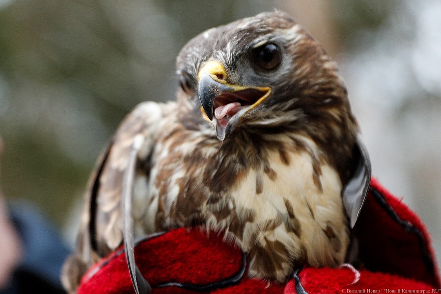 Пятеро местных и один залетный: на Куршской косе выпустили на волю канюков (фото)