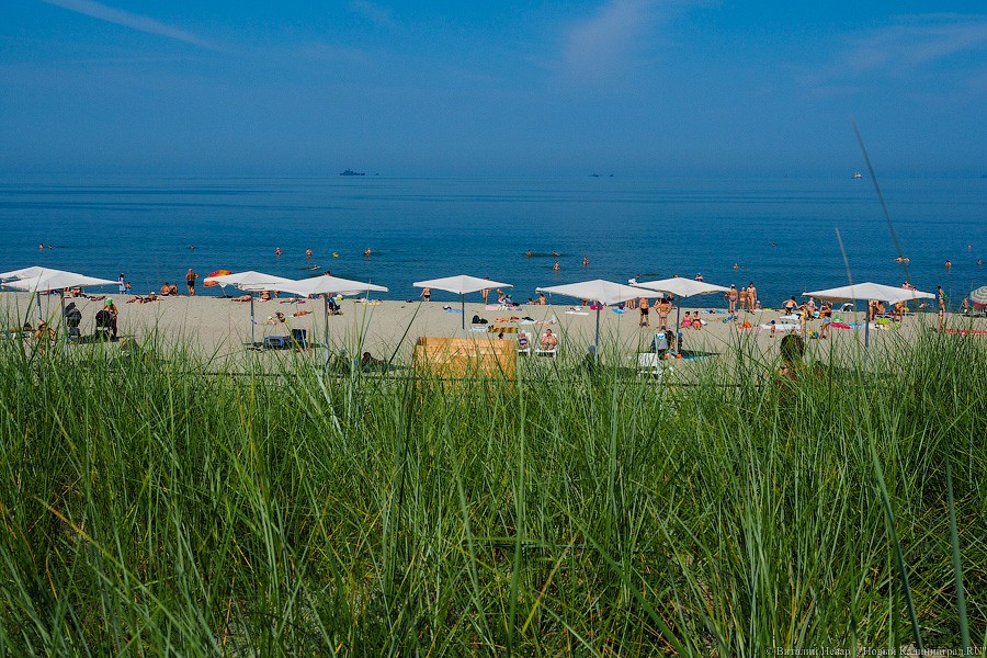 Финские ученые предупреждают о ядовитых водорослях в Балтийском море