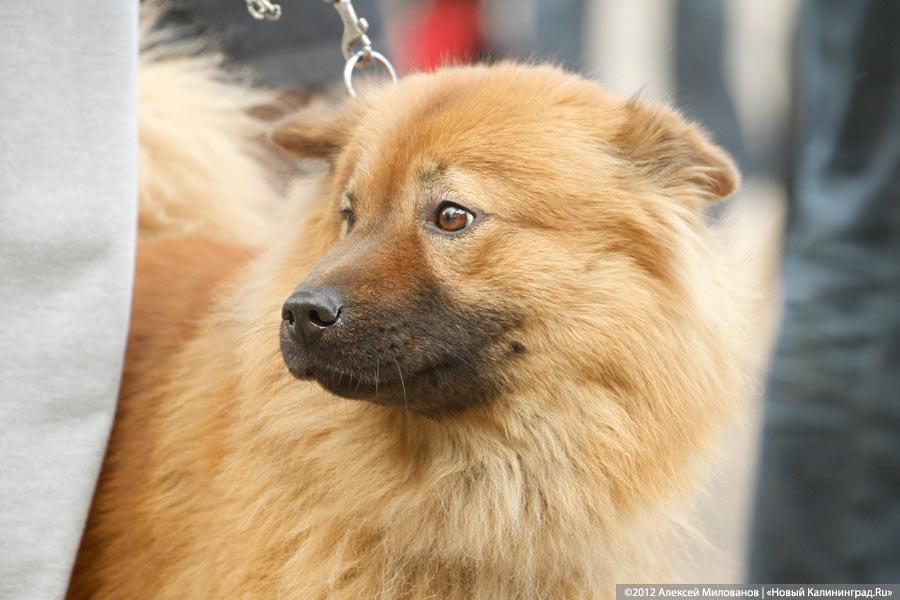 «Чистокровные двортерьеры»: фоторепортаж с выставки собак «Дворянское собрание»