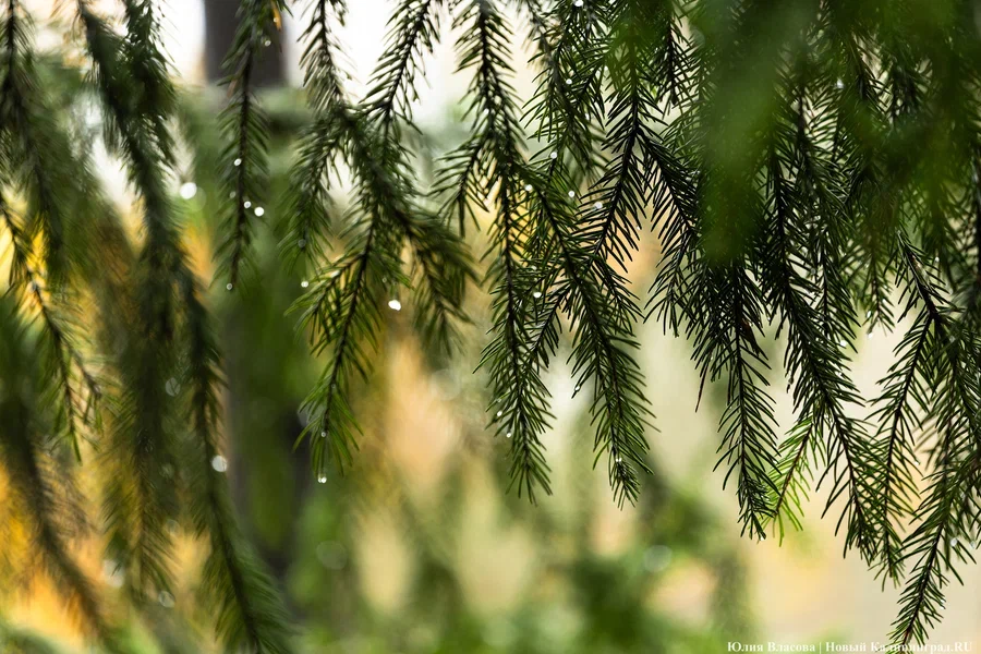 Рейды против вырубки ёлок усилили в Калининградской области