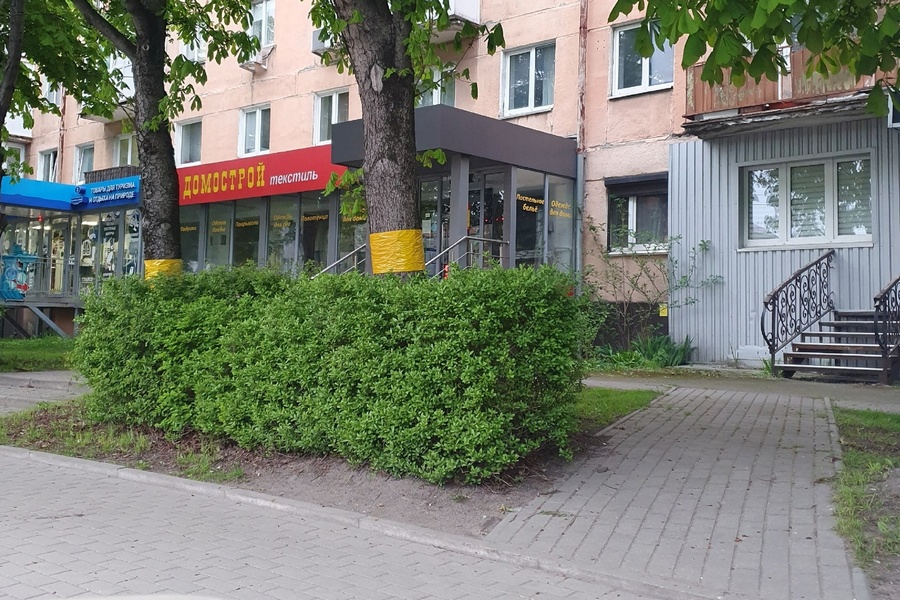 Желтый привлекает вредителей: горвласти жалуются на вандалов, срывающих ловчие пояса с каштанов