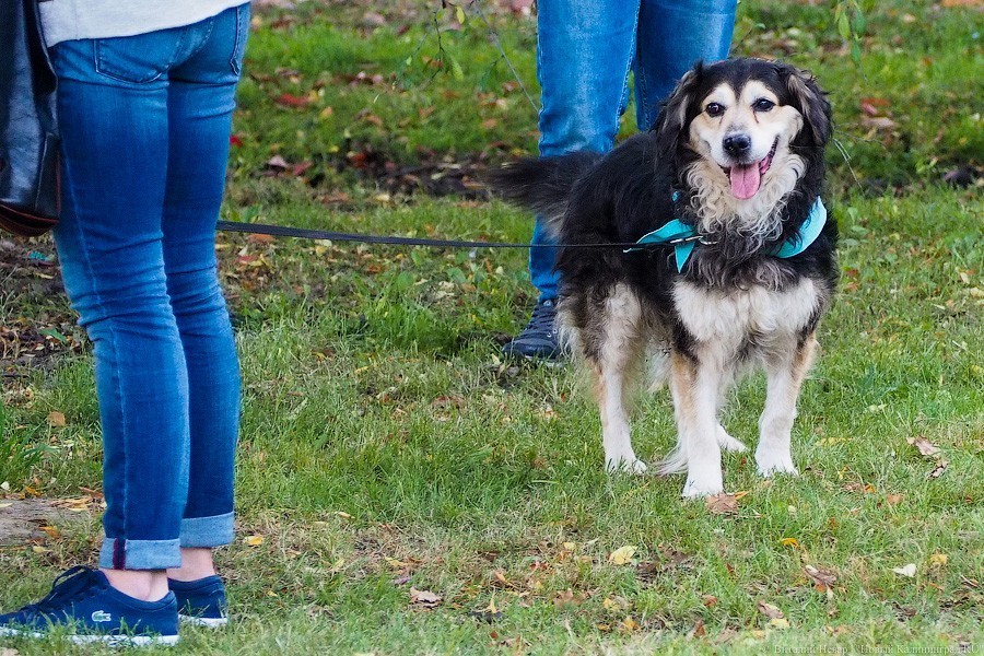 Фото — Виталий Невар, «Новый Калининград»