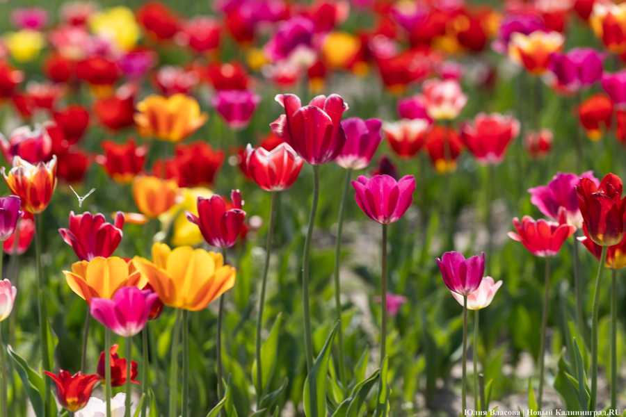 В Калинково открыли для посетителей тюльпановое поле (фото)