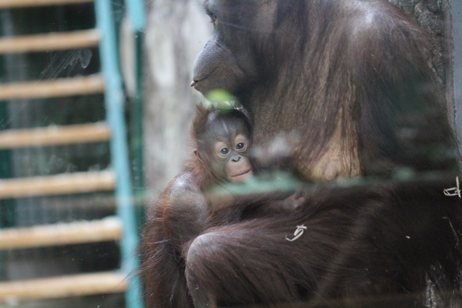 В Калининградском зоопарке выбрали кличку для новорождённого орангутана