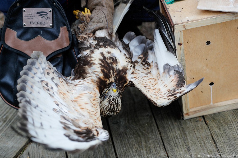 Пятеро местных и один залетный: на Куршской косе выпустили на волю канюков (фото)