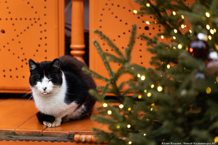 Фото: Юлия Власова / Новый Калининград