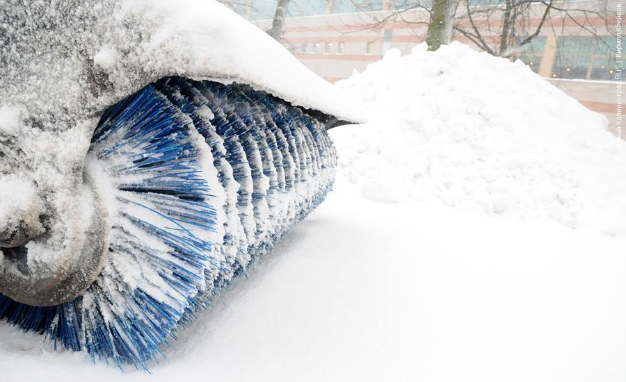 "Нападение белых мух": фоторепортаж "Нового Калининграда.Ru"