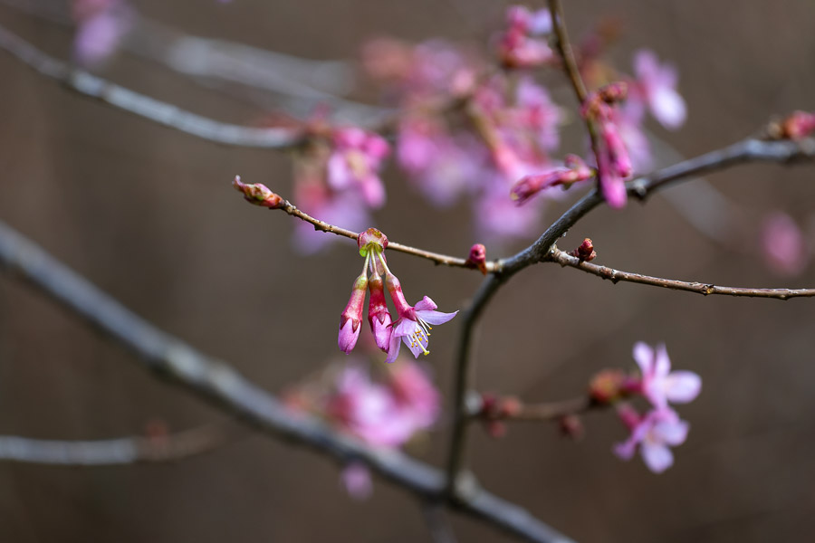 Весна в городе: посмотрите, как зацвёл Ботанический сад (фото)