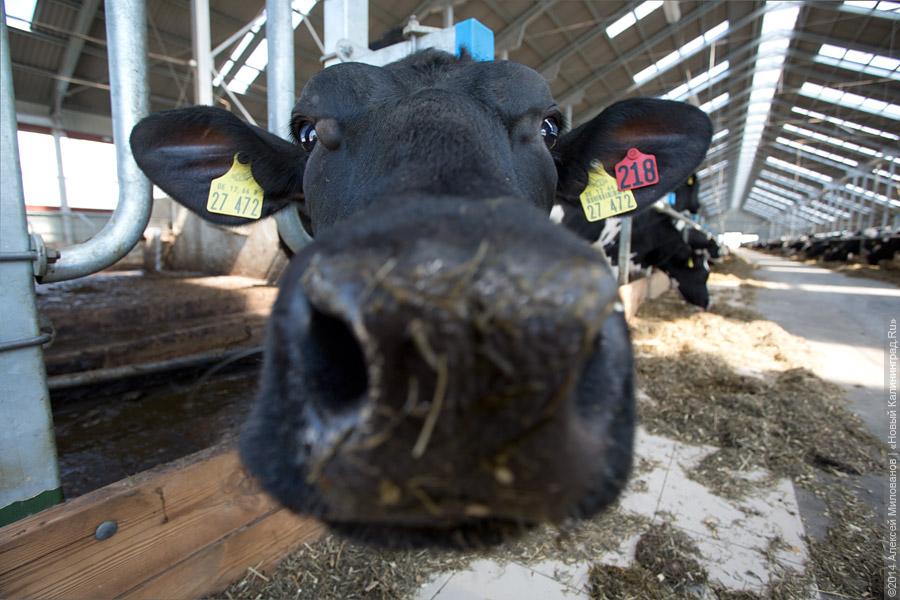 Голштино-фризская «карусель»: в Полесском районе открылся новый молочный комплекс (фото)