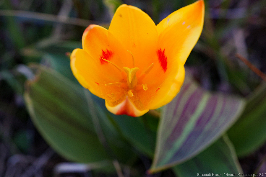 Тот, кто любит цветы: в Калининграде цветёт Ботанический сад (фото)