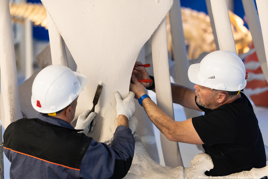 Первый «обитатель» «Планеты Океан»: скелет кашалота переезжает из «Глубины» (фото)