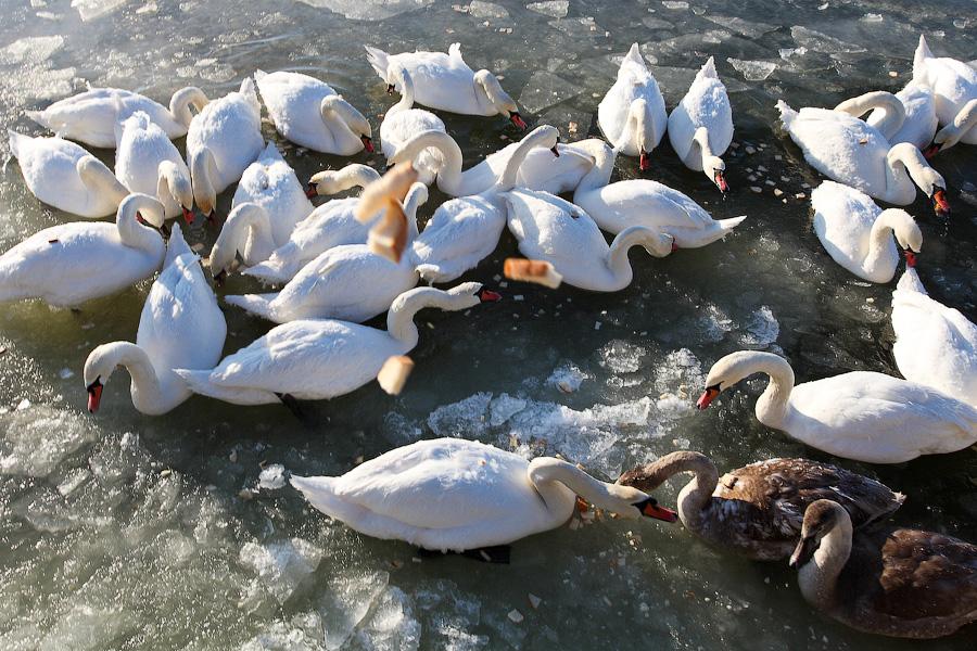 Сотня белых лебедей: как в Балтийске поддерживают замерзающих птиц