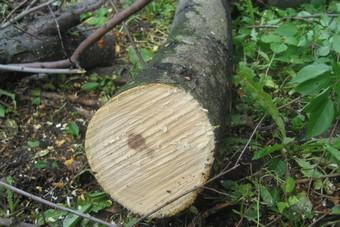 В Калининграде вырубается сквер на пересечении Карла Маркса и Красной