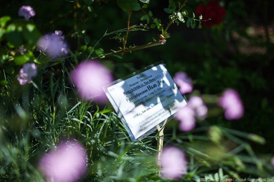 Розовое цветение: Ботанический сад открылся для посетителей (фото)