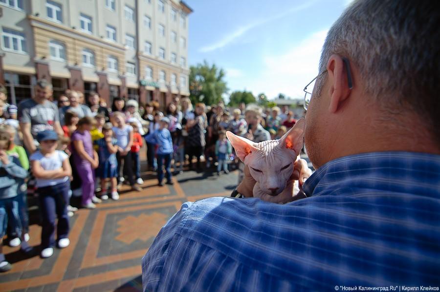 "Будем гладить всех мурчащих": фоторепортаж "Афиши Нового Калининграда.Ru"